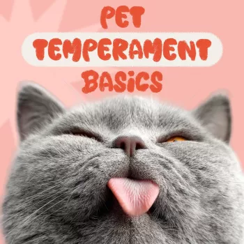 Decode Dog & Cat Temperament for Calmer Training