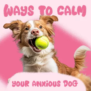 Calm Your Anxious Dog Naturally: Peaceful Paws Plan